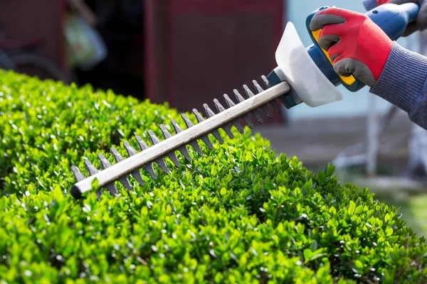 Bush Trimming Bush Trimming