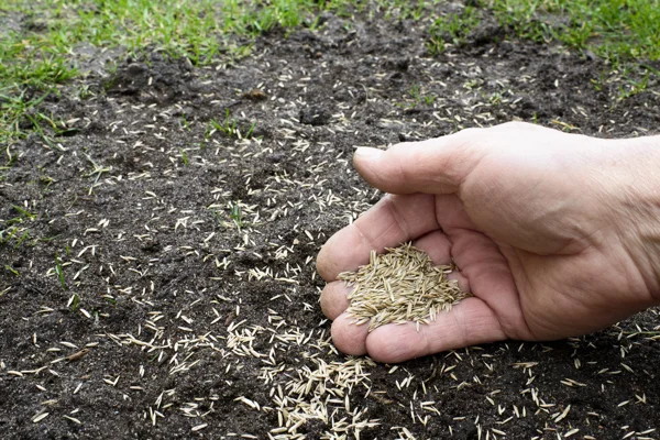 Mulching Mulching