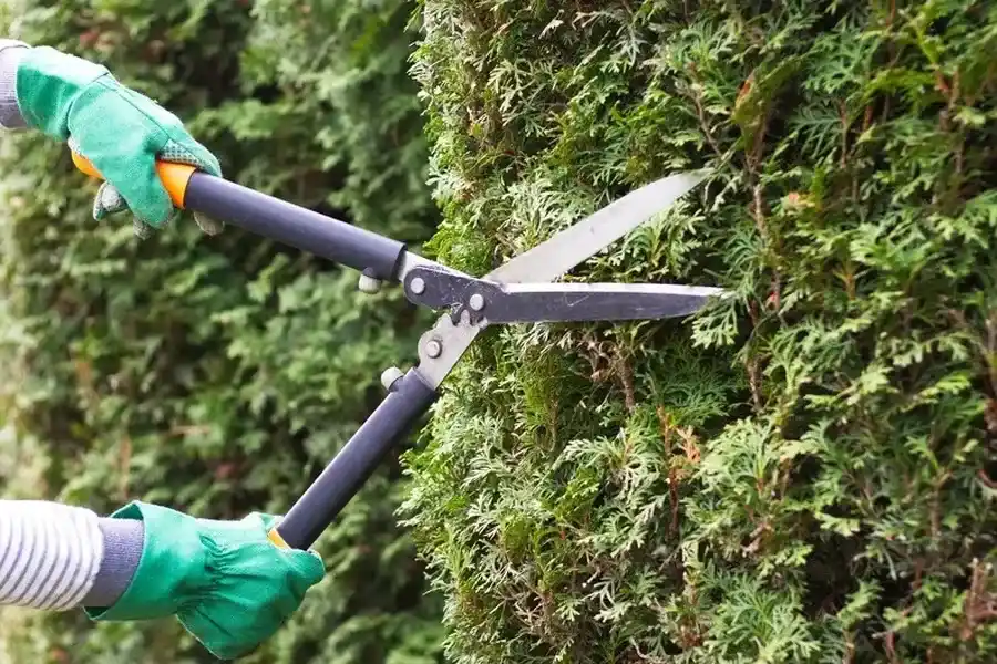 Common Bush Trimming Mistakes And How To Avoid Them Hendersonville NC Common Bush Trimming Mistakes And How To Avoid Them Hendersonville NC