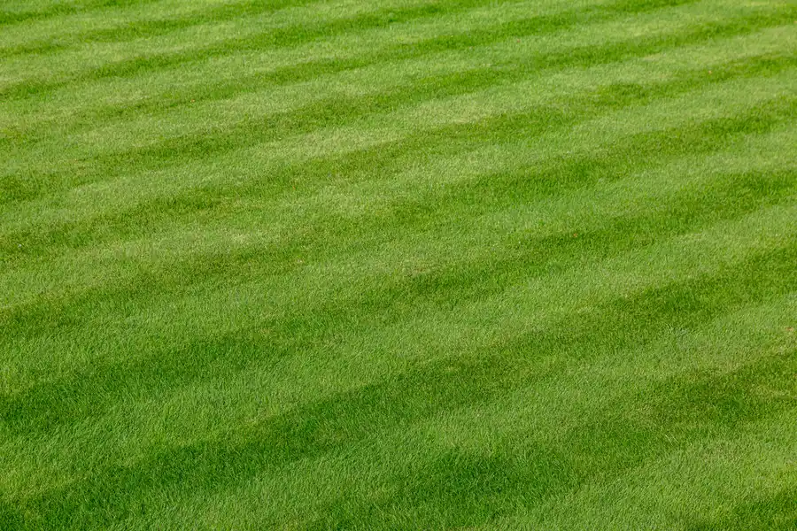 How Lawn Care Improves Property Value And Tenant Appeal Hendersonville NC How Lawn Care Improves Property Value And Tenant Appeal Hendersonville NC