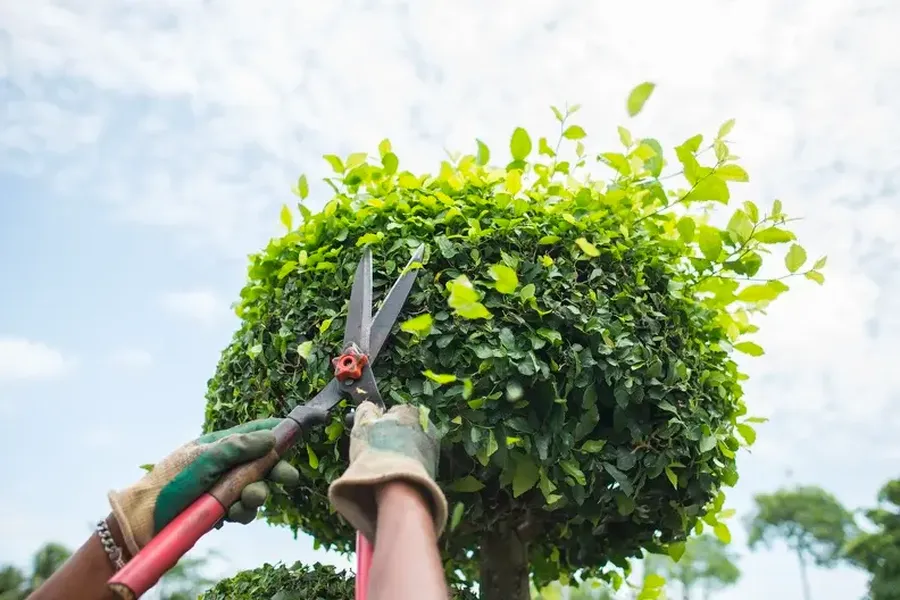 The Benefits Of Professional Bush Trimming For Your Yard in Hendersonville NC The Benefits Of Professional Bush Trimming For Your Yard in Hendersonville NC