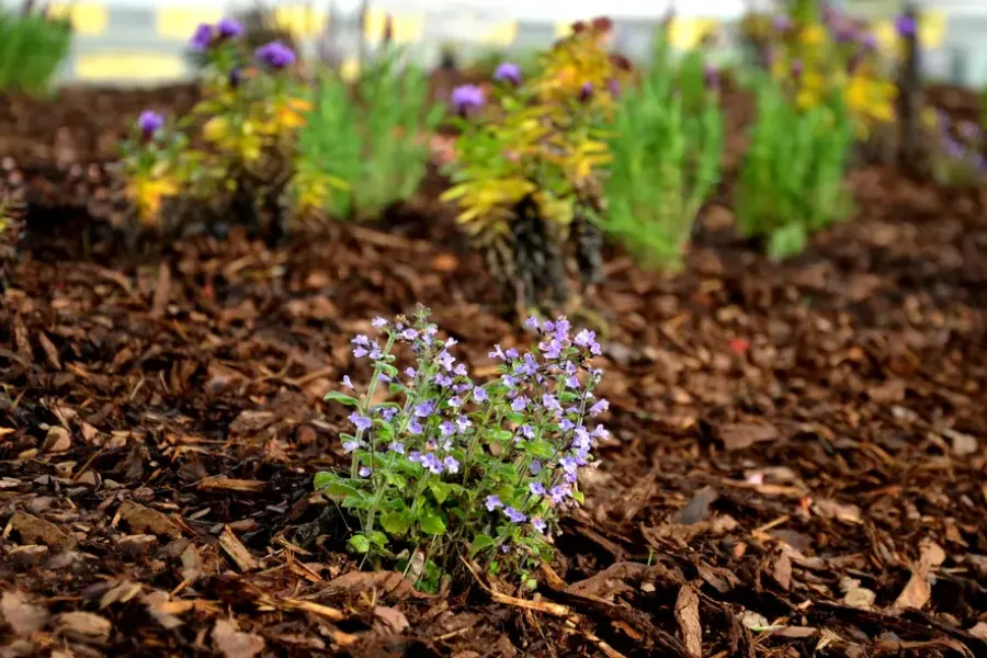 The Connection Between Mulching And Pest Management Hendersonville NC The Connection Between Mulching And Pest Management Hendersonville NC