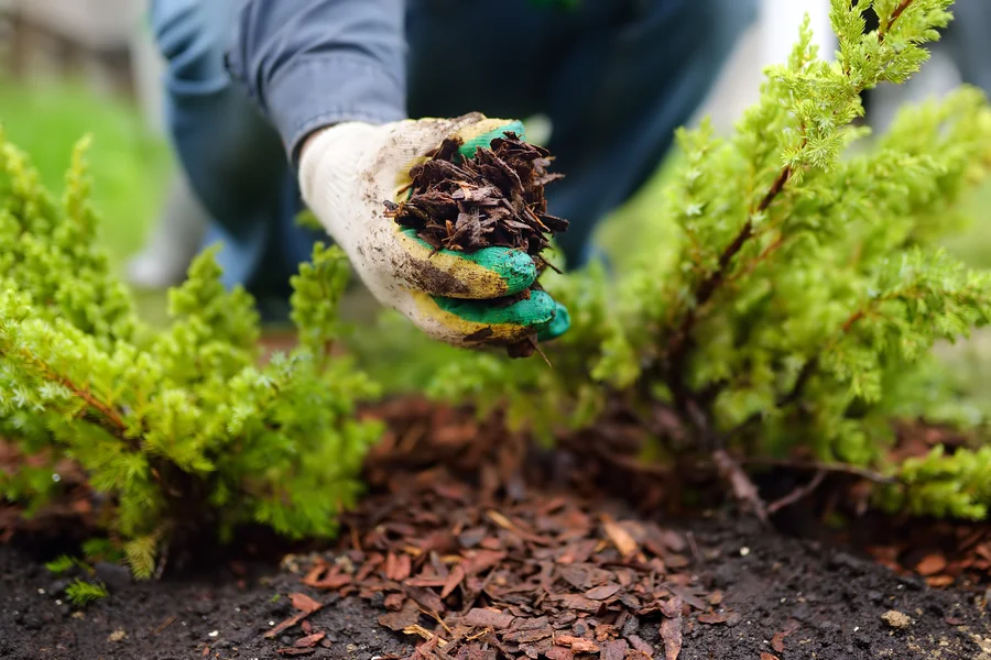 The Connection Between Mulching And Pest Management in Hendersonville NC The Connection Between Mulching And Pest Management in Hendersonville NC