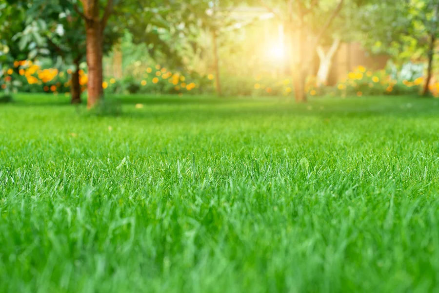 The Role Of Lawn Care In Enhancing Rental Curb Appeal Hendersonville NC The Role Of Lawn Care In Enhancing Rental Curb Appeal Hendersonville NC
